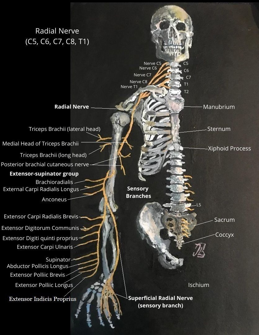 Radial nerve