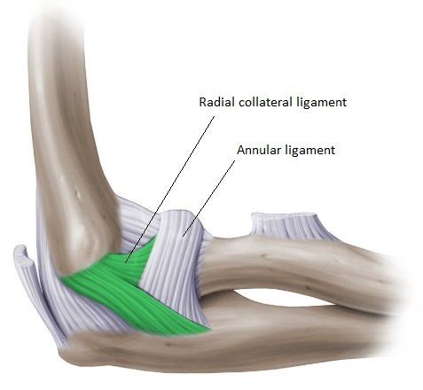 elbow ligaments