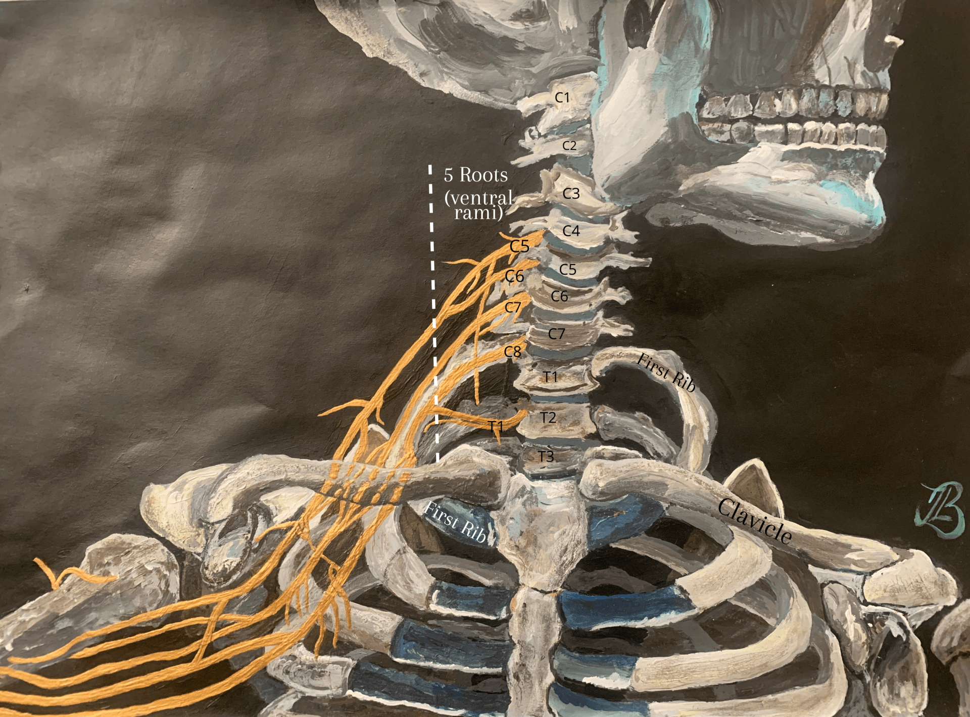 The nerve roots from the neck