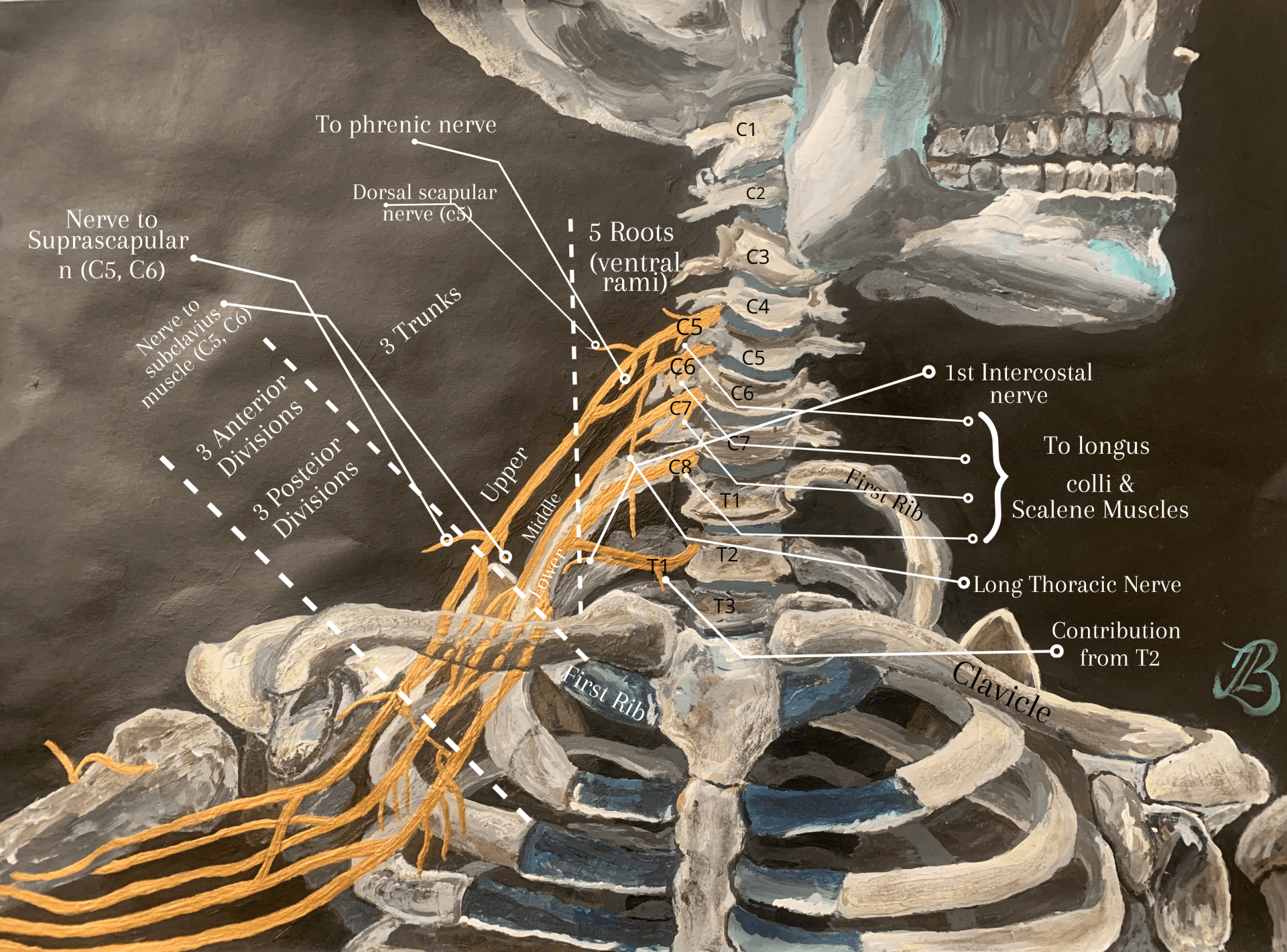 Nerve roots, trunks and divisions