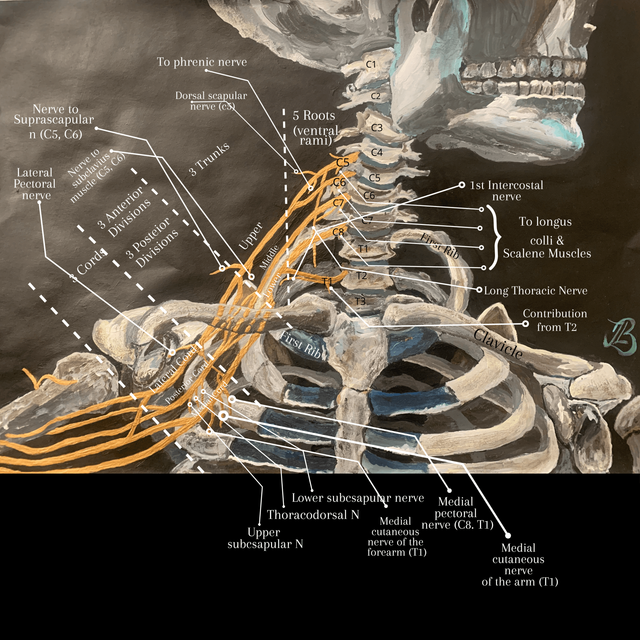A new classification of the shoulder girdle muscles in domestic fowl based  on their innervation from the brachial plexus