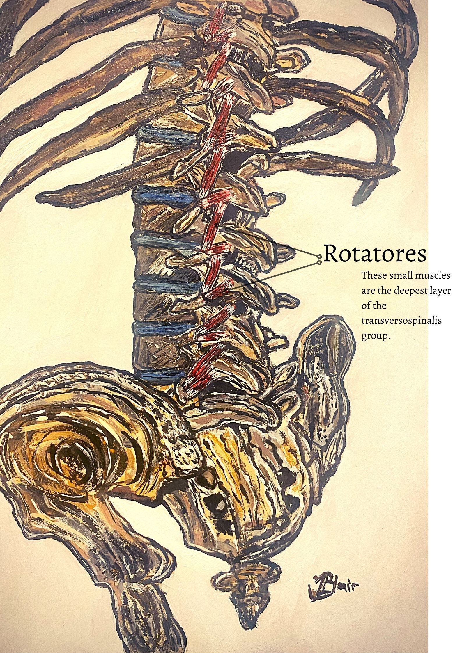lower back muscles