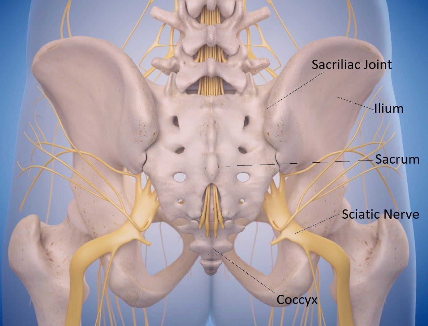 fjols død hjælper Lower Back Pain & the Sacroiliac Joint