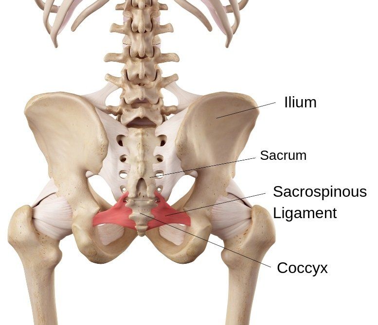 lower back anatomy 
