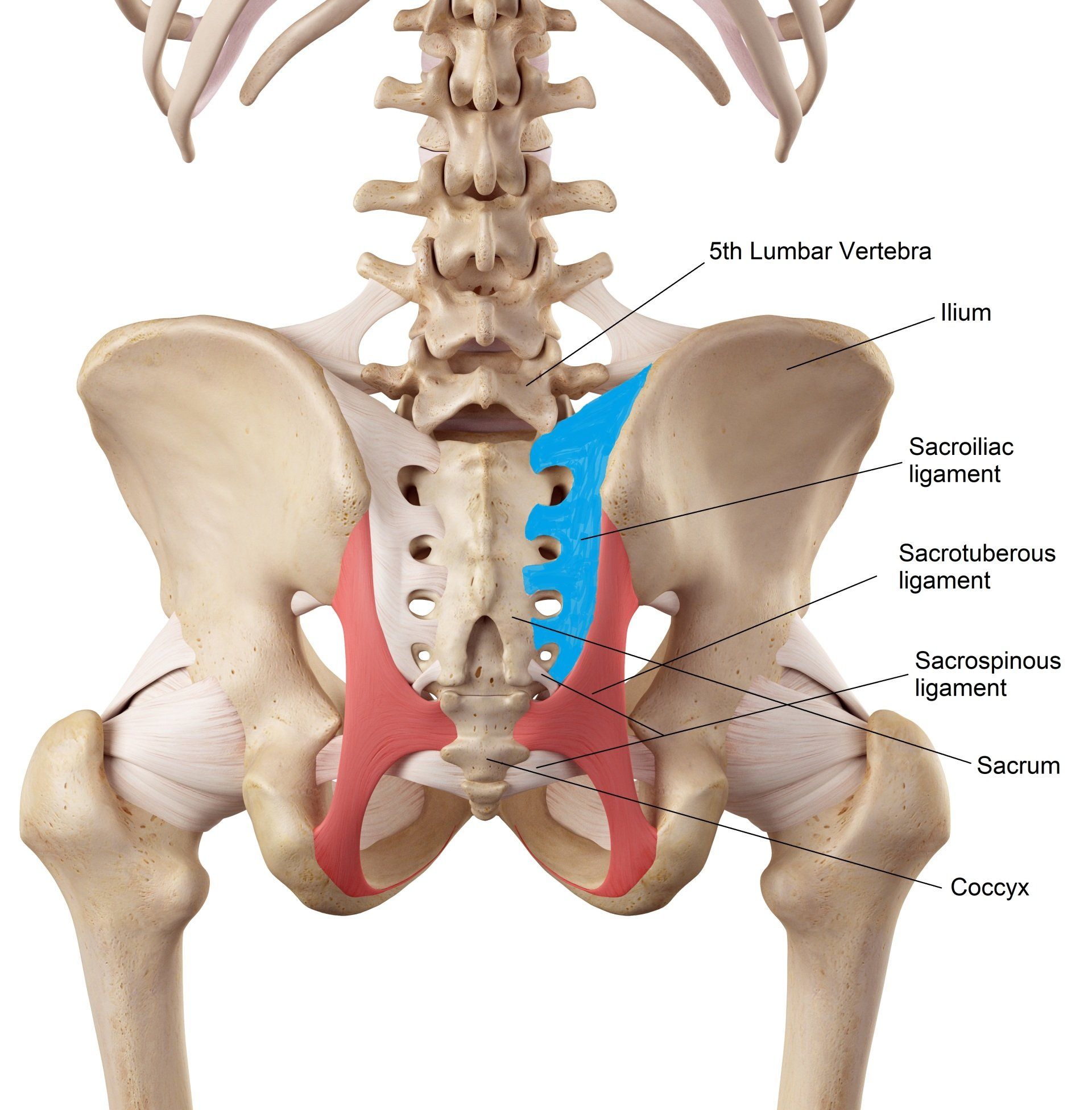 lumbar and sacral vertebrae