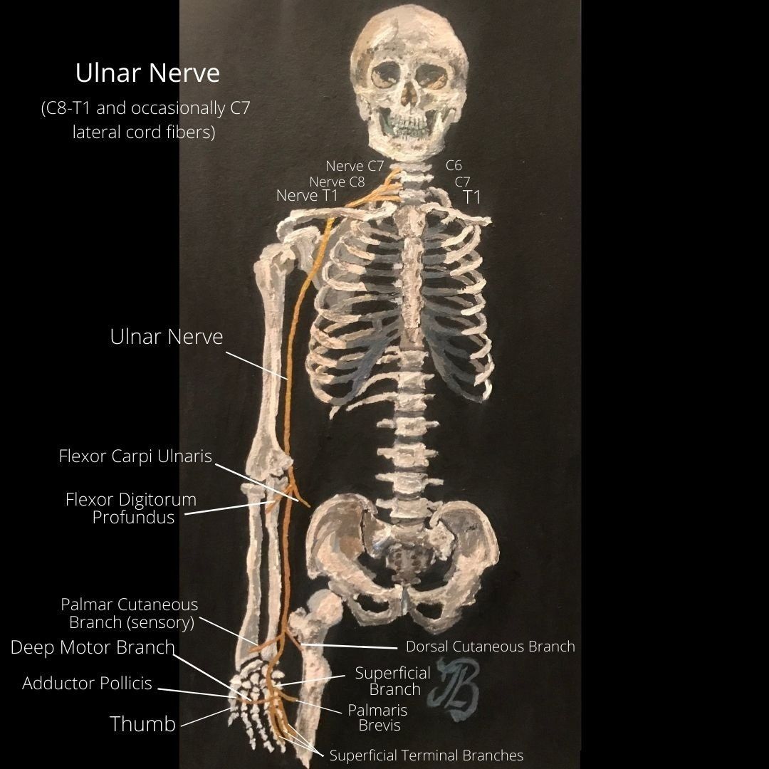 Ulnar Nerve