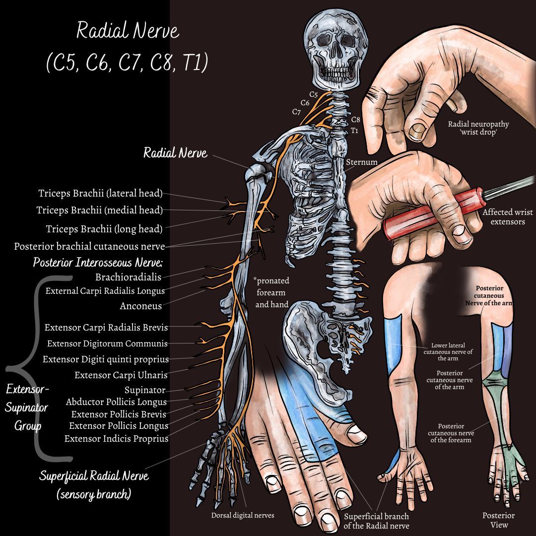 radial nerve anatomy