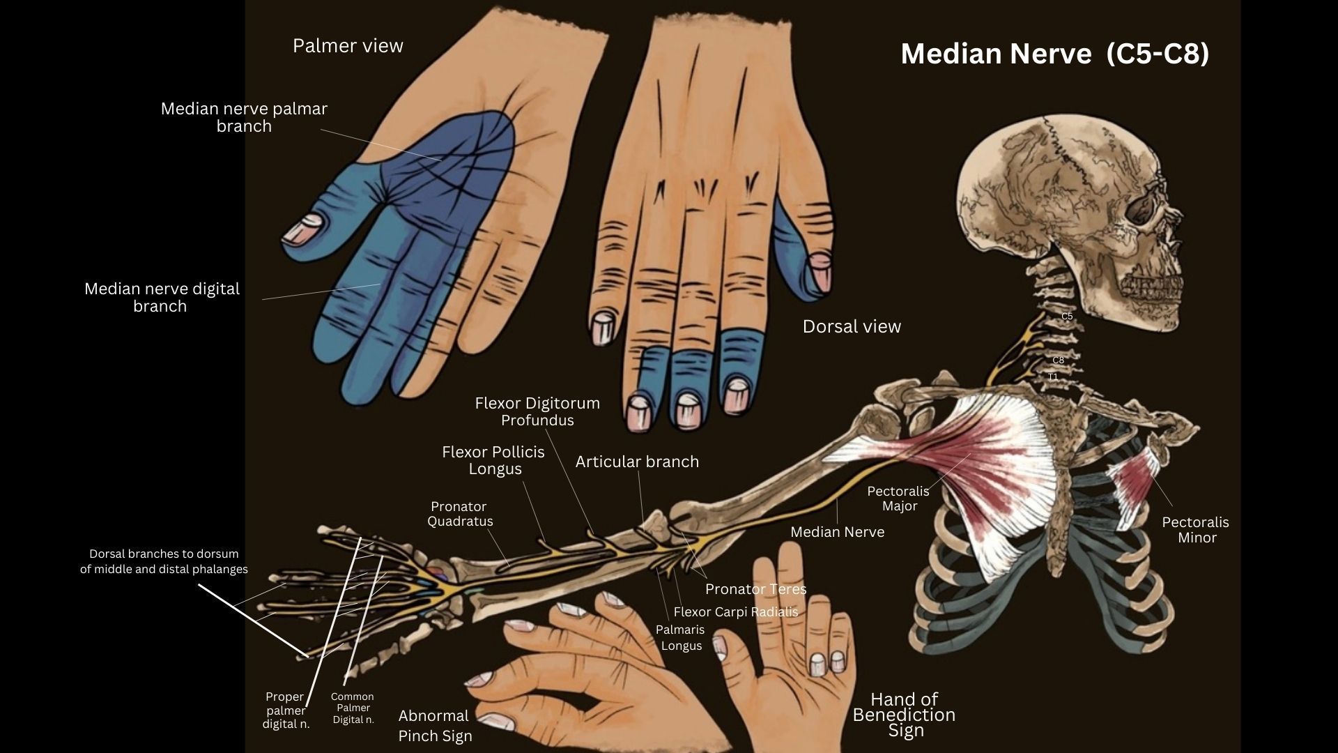 median nerve anatomy