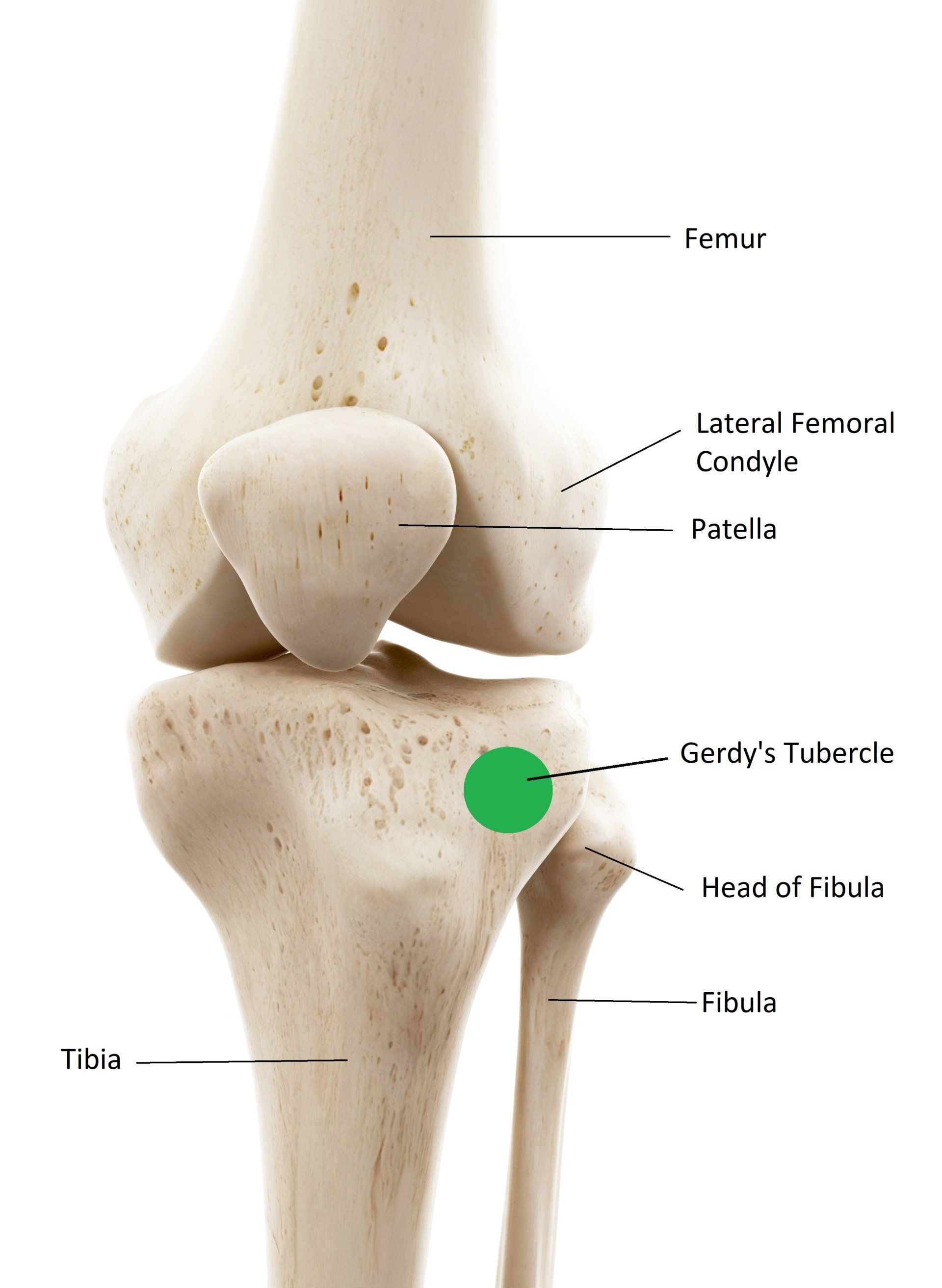 knee anatomy 