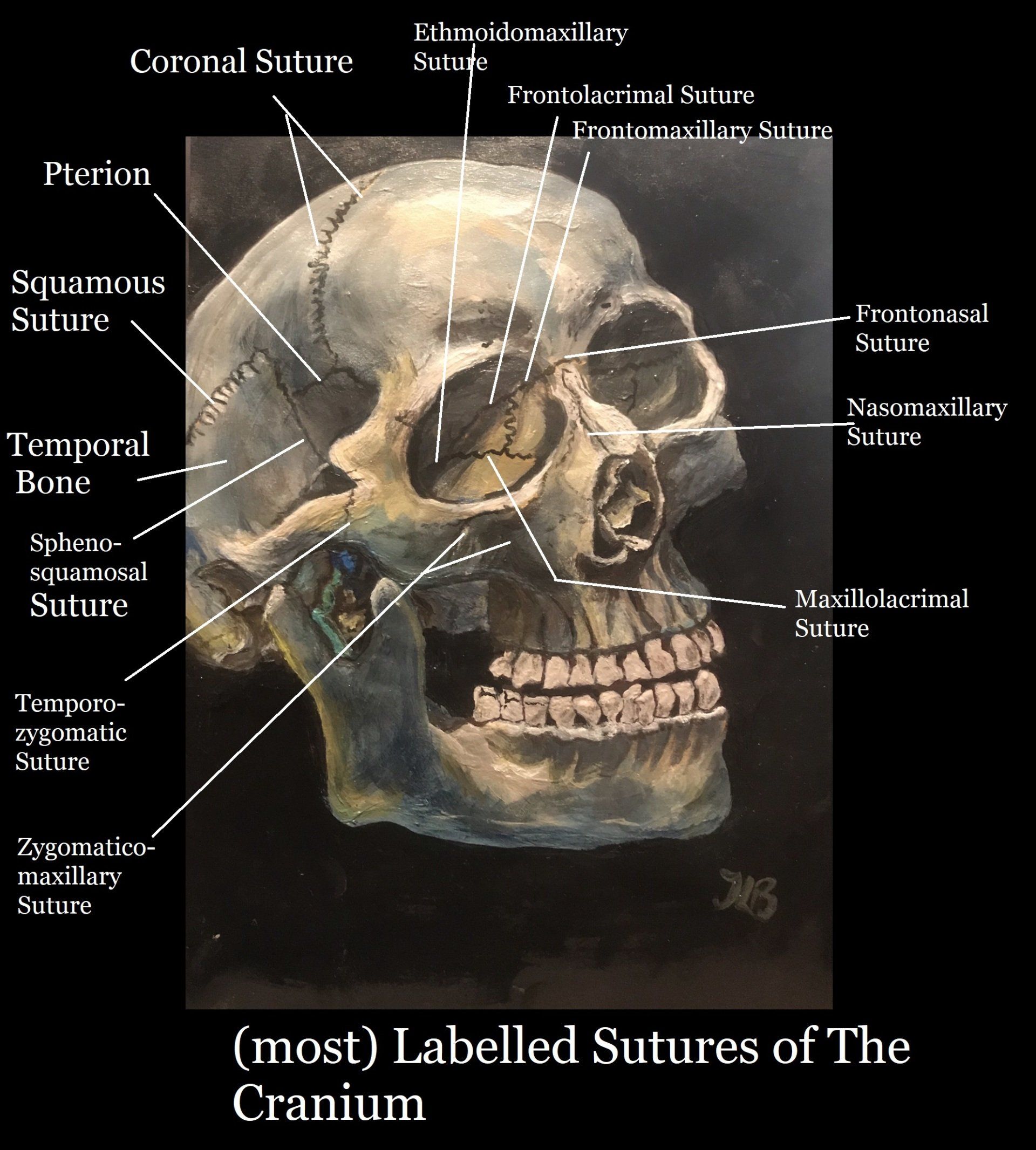 cranial anatomy