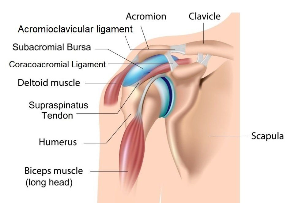 shoulder anatomy 
