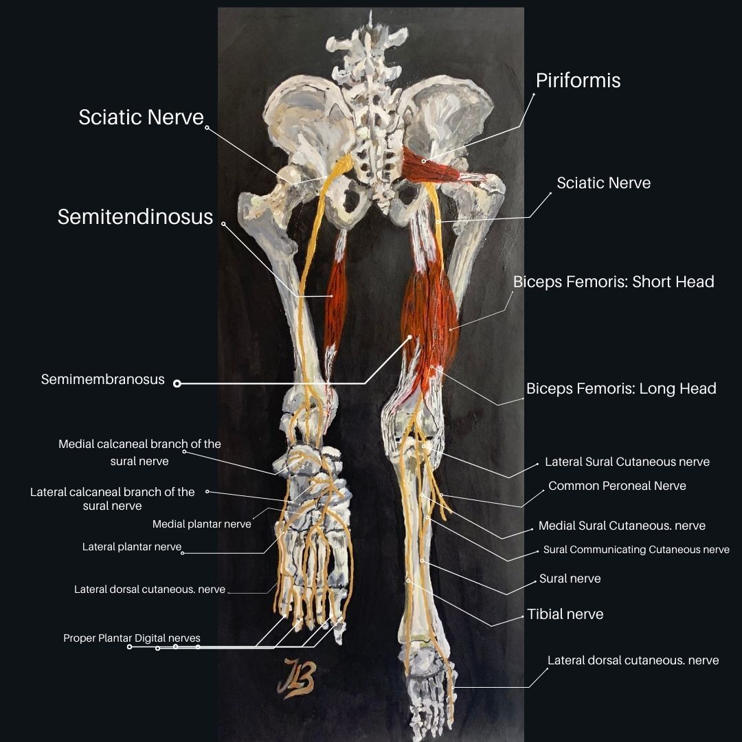 anatomy of hamstrings and sciatic nerve