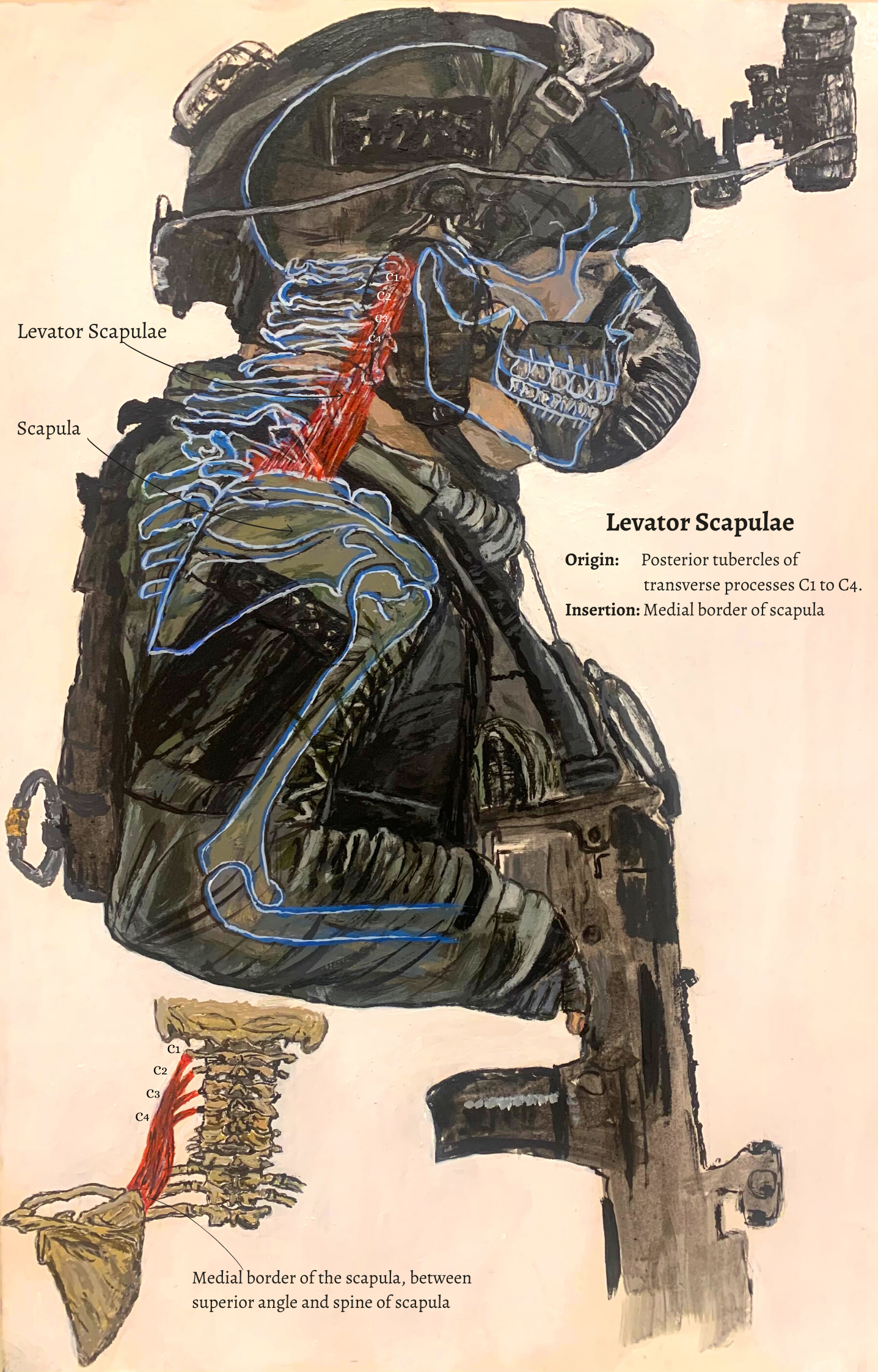 neck muscle