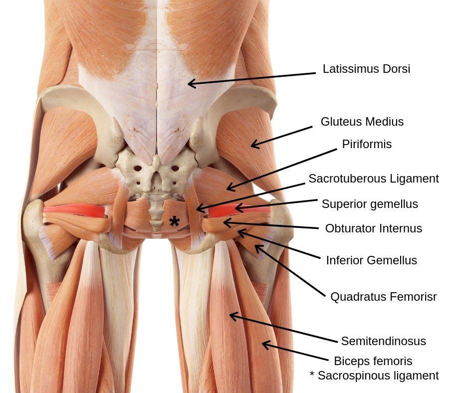 Anatomy of the lower back and buttock 
