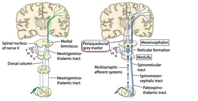 Median Nerve Neuropathy & Injury