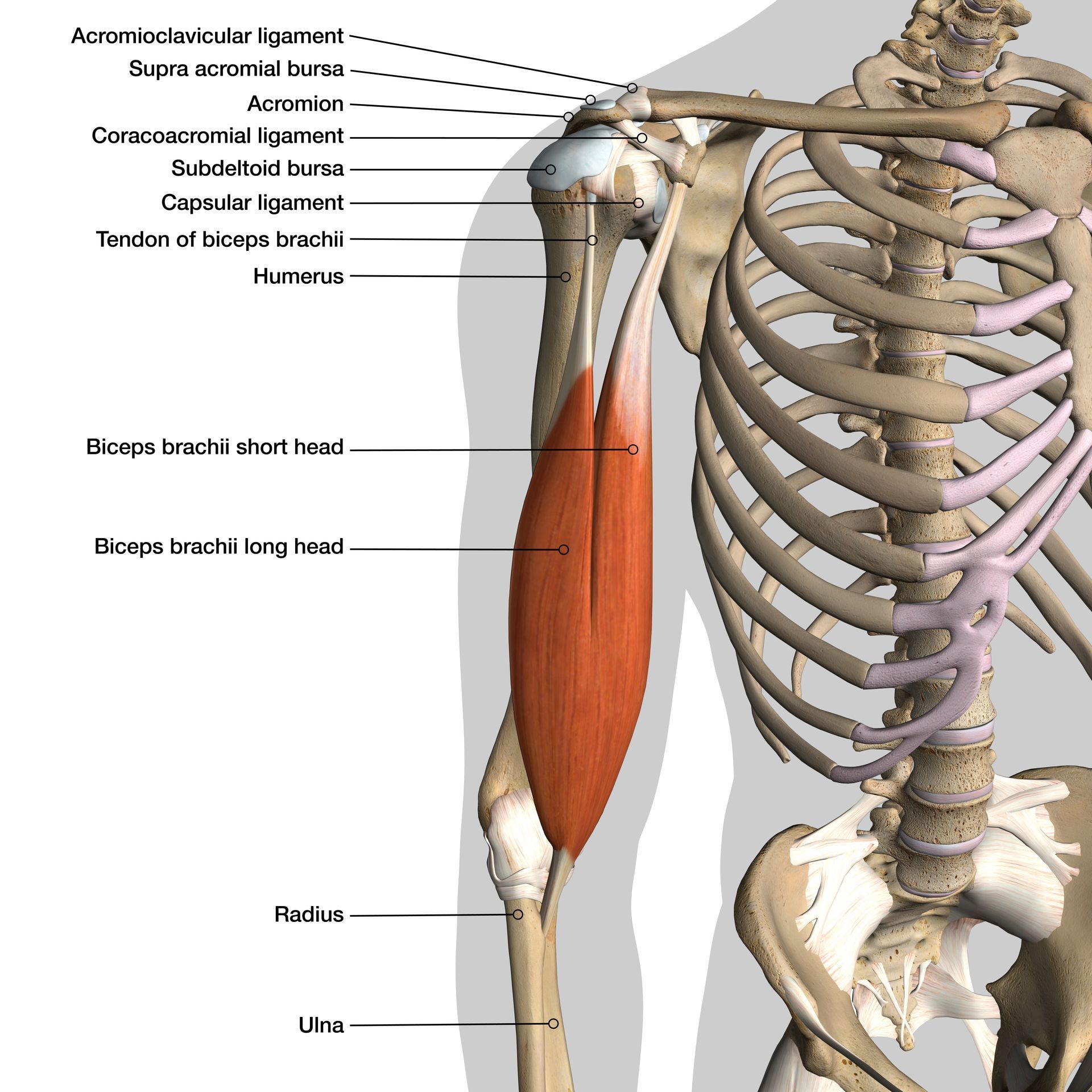 Anatomy of the biceps muscle