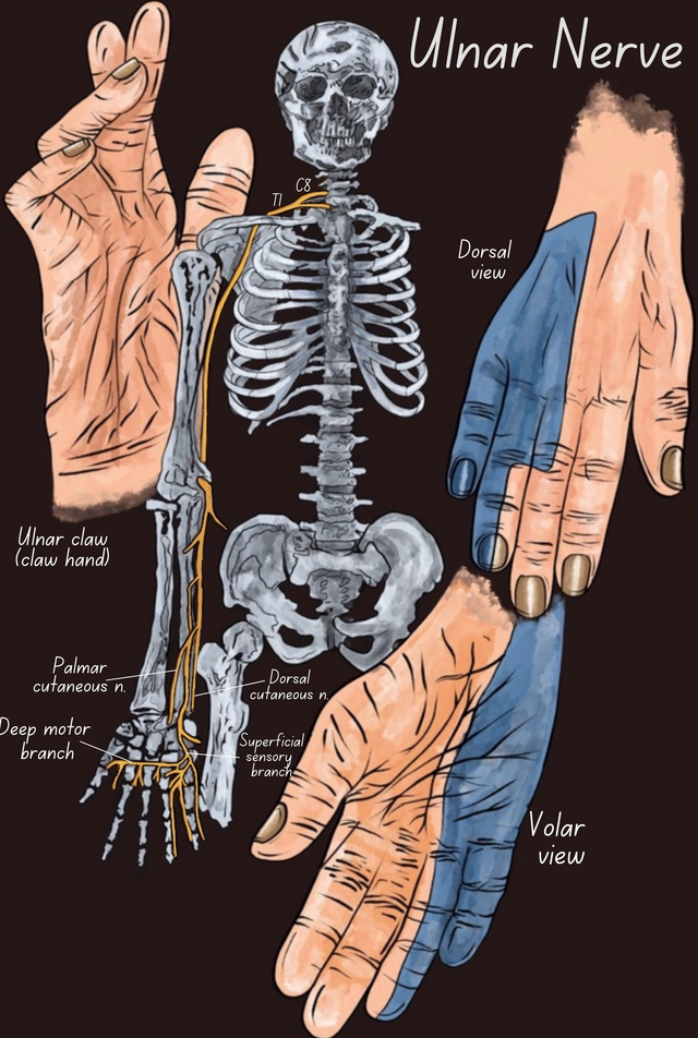 Ulnar Nerve Entrapment Nhs