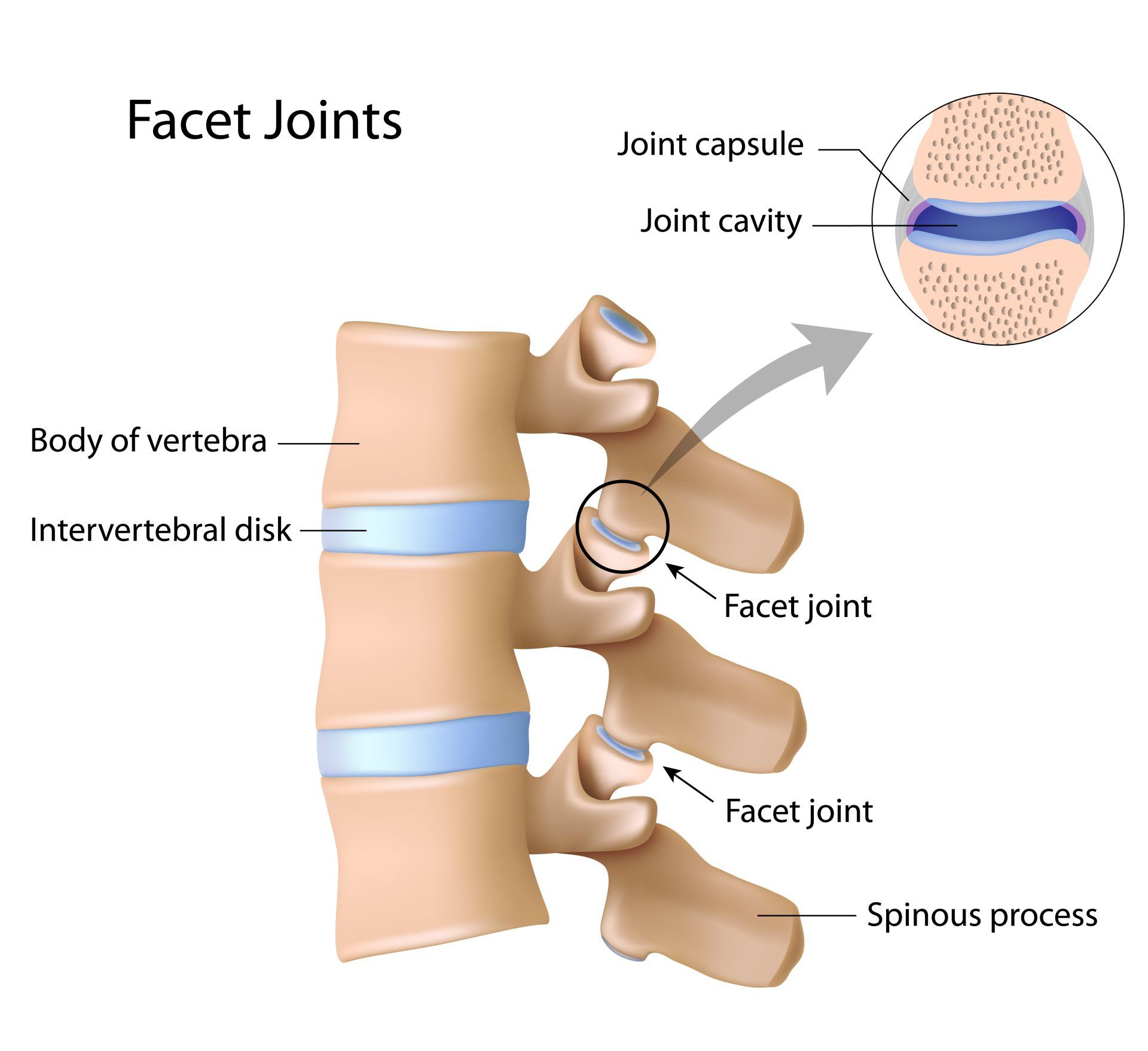 Spine anatomy 