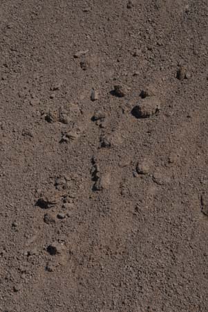 Athletic Meal — Clinton Township, MI — B & W Landscape & Patio Supply