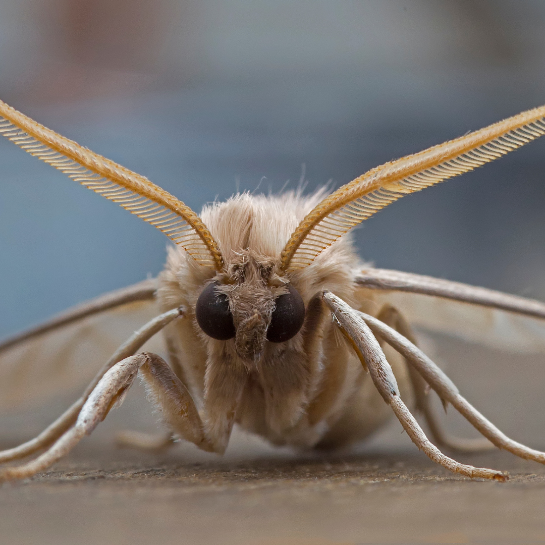 A close up of a moth 's face on a wooden surface.