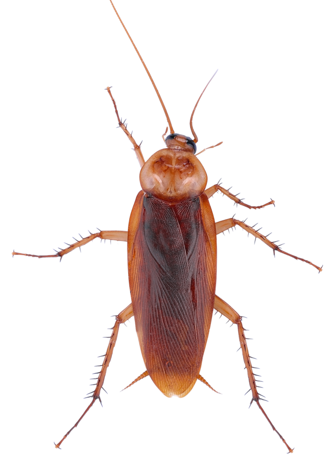 A close up of a cockroach on a white background.