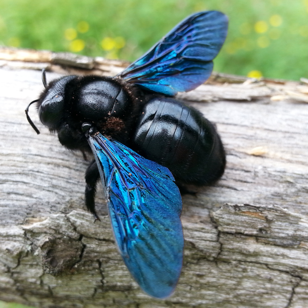 A black bee with blue wings is sitting on a piece of wood