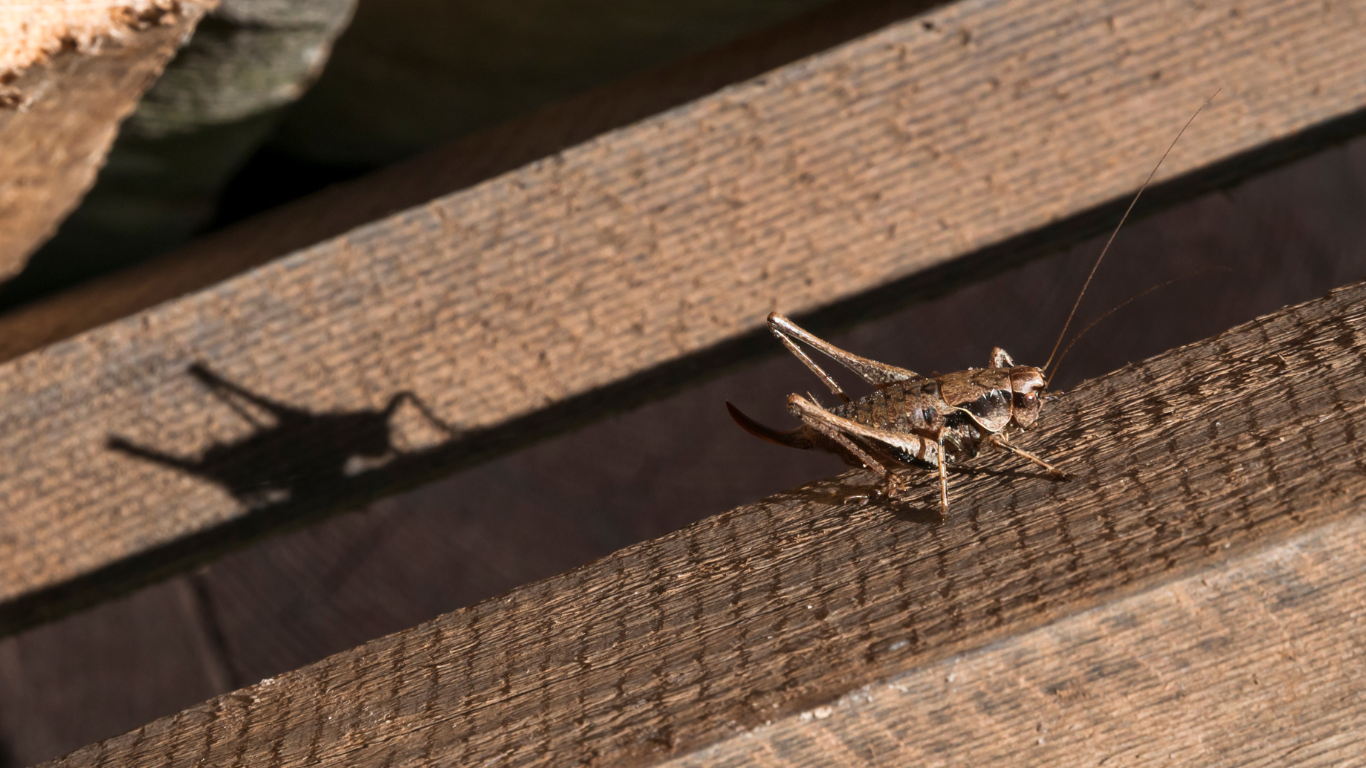 cave crickets