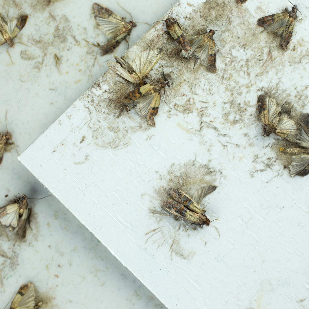 Do Moths Eat Clothes