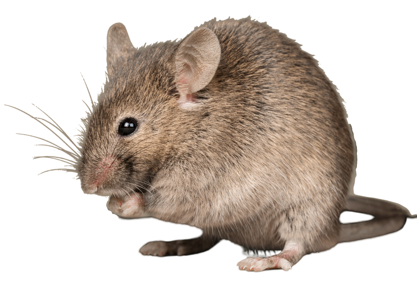 A close up of a mouse on a white background.