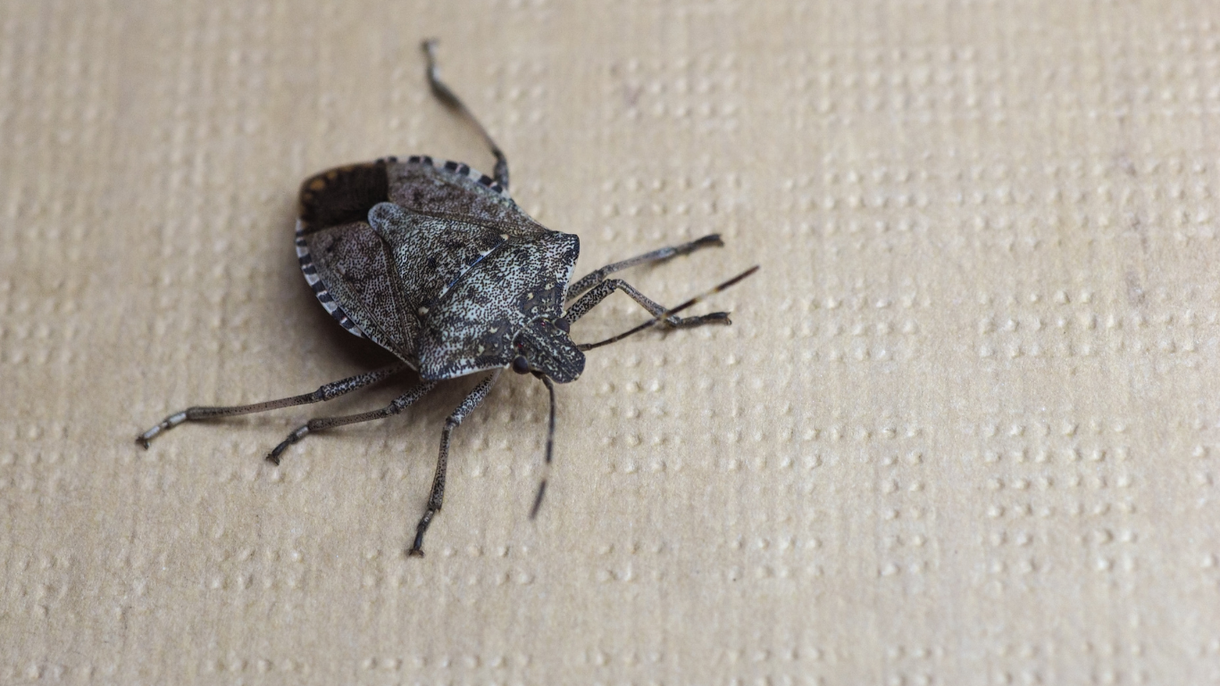 stink bugs in house