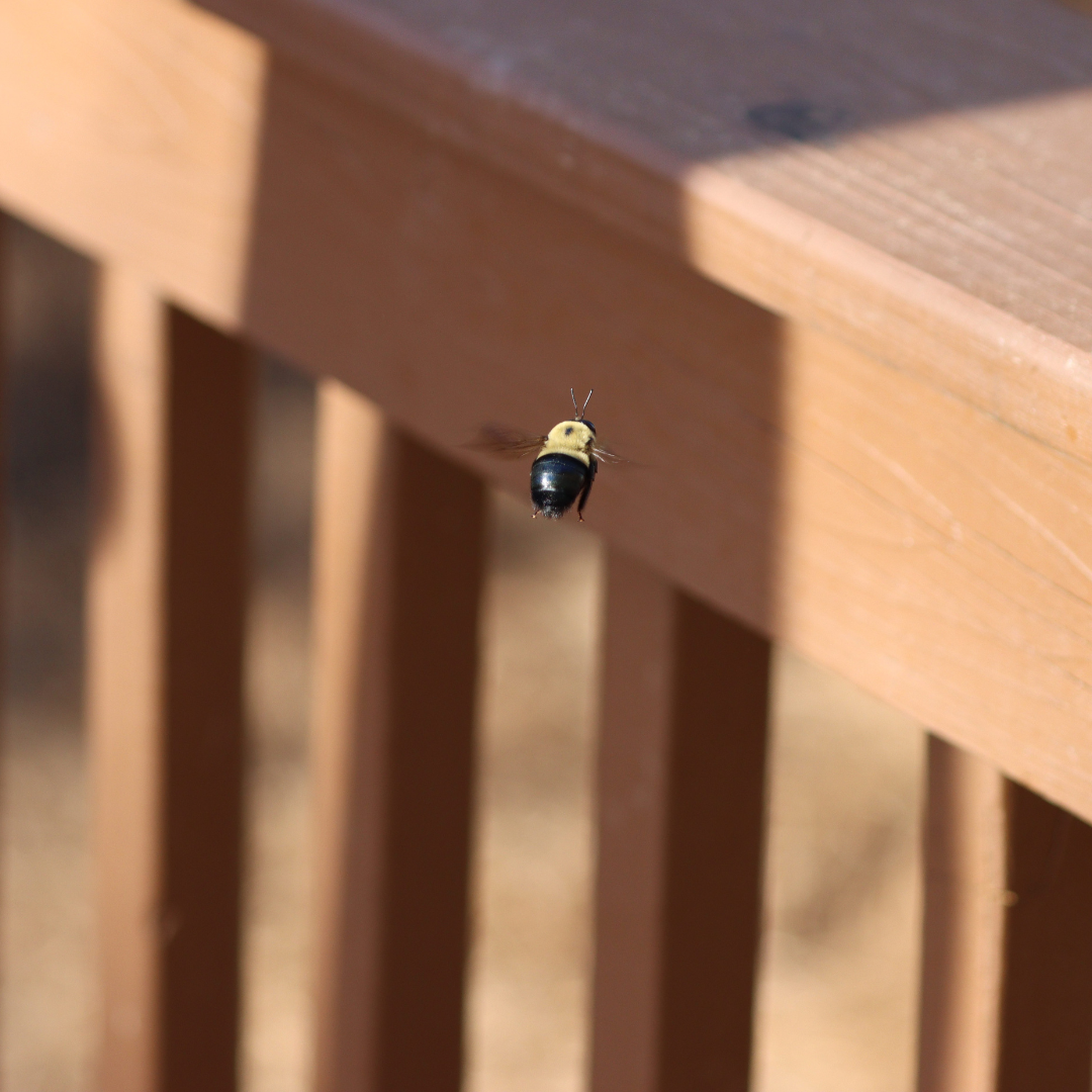 Do Carpenter Bees Sting
