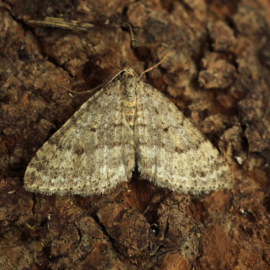 Do Moths Eat Clothes