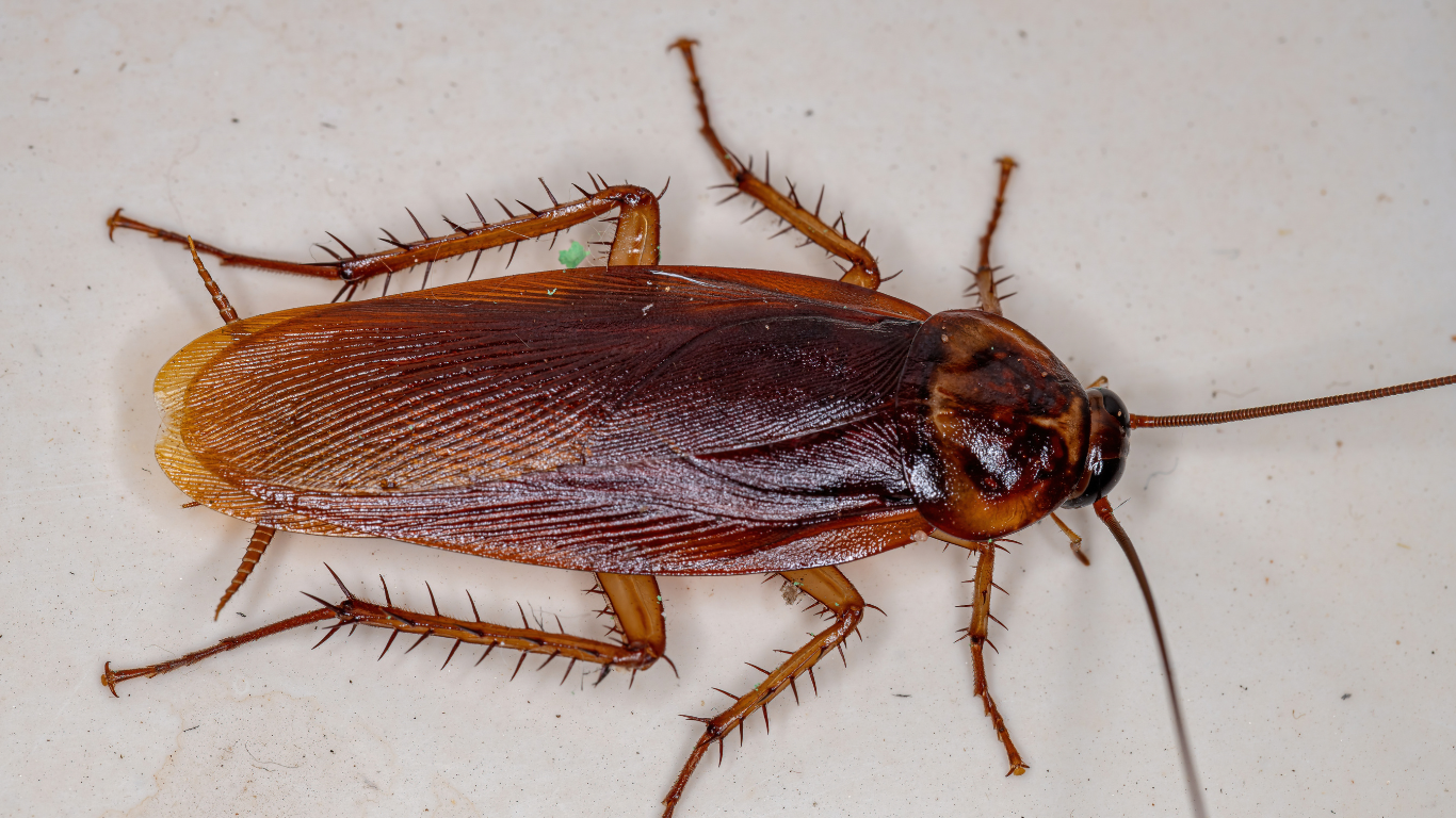 A cockroach is crawling on a white surface.