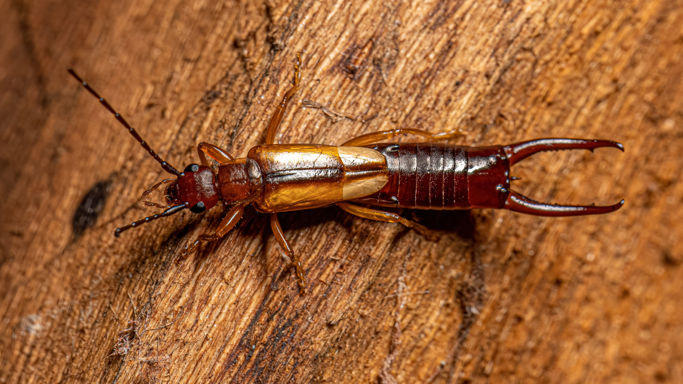 A woman is holding a pillow and looking out of a window.