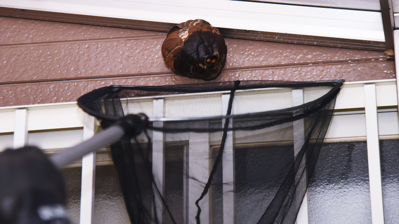 A person attempts to remove a hornet nest from a building with a net on a pole.