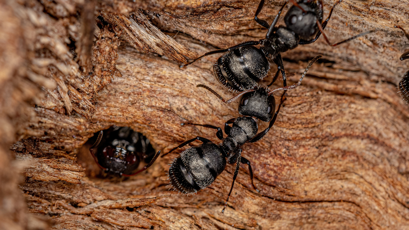 A group of black ants are crawling on a piece of wood.
