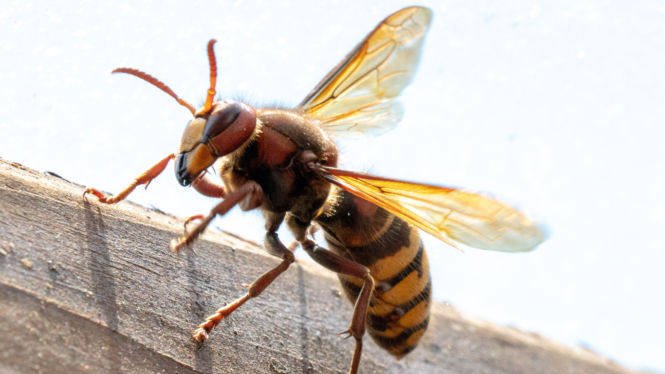 A close up of a bee on a yellow flower.