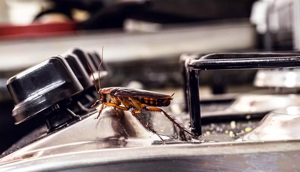 Commercial Pest Control Services