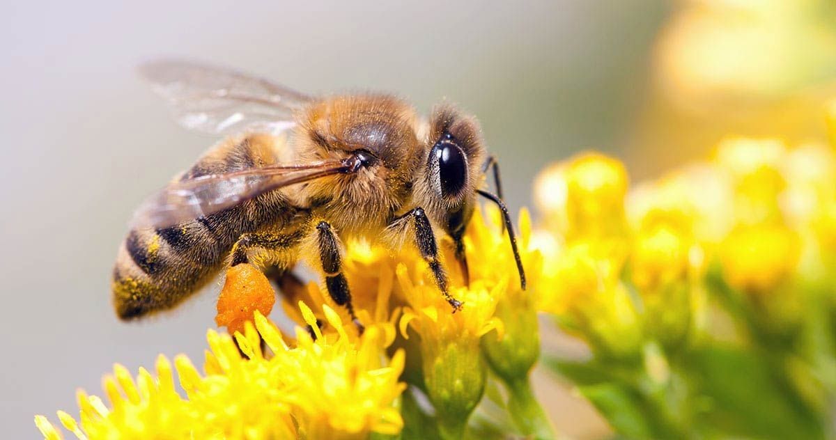 A close up of a bee on a yellow flower.