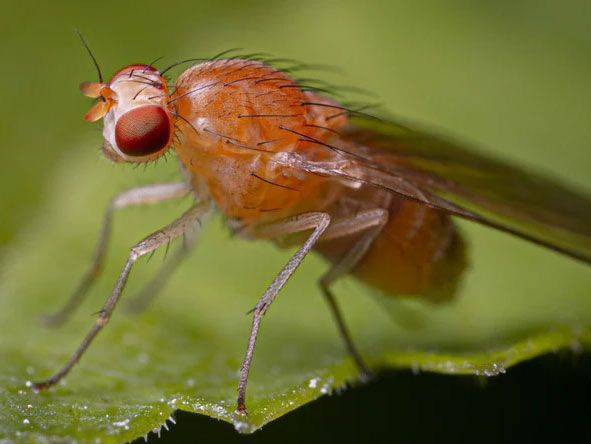 get rid of fruit flies