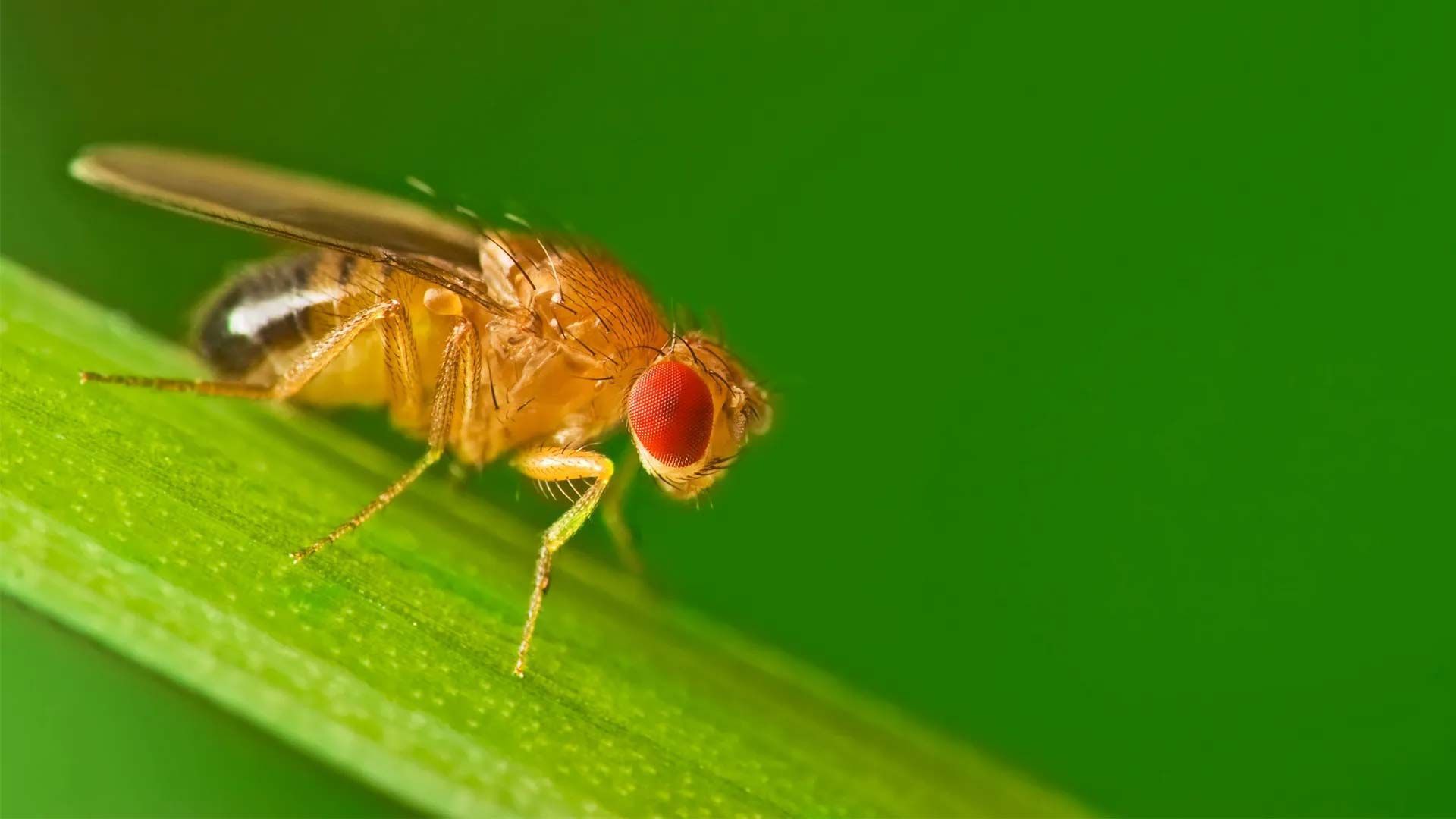 A close up of a fruit fly on a green leaf.
