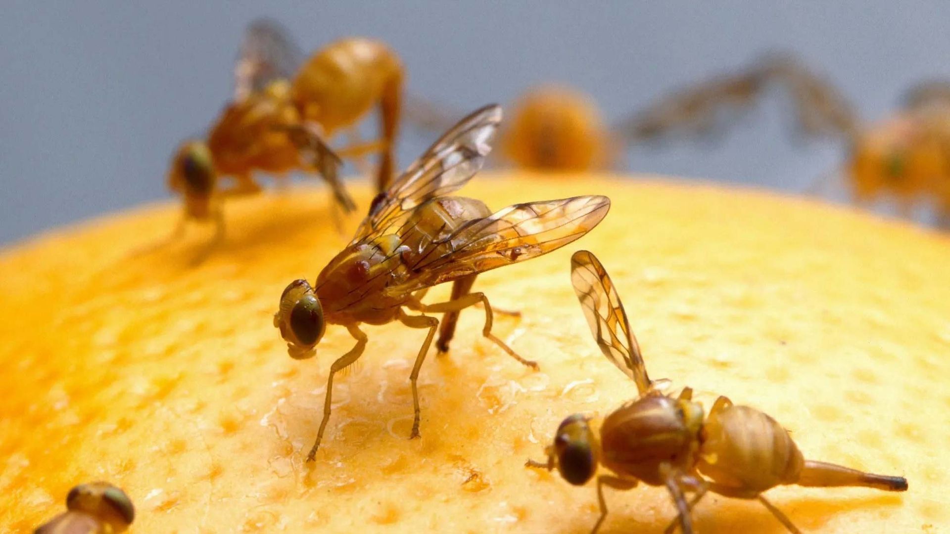 A group of flies are sitting on top of an orange peel.