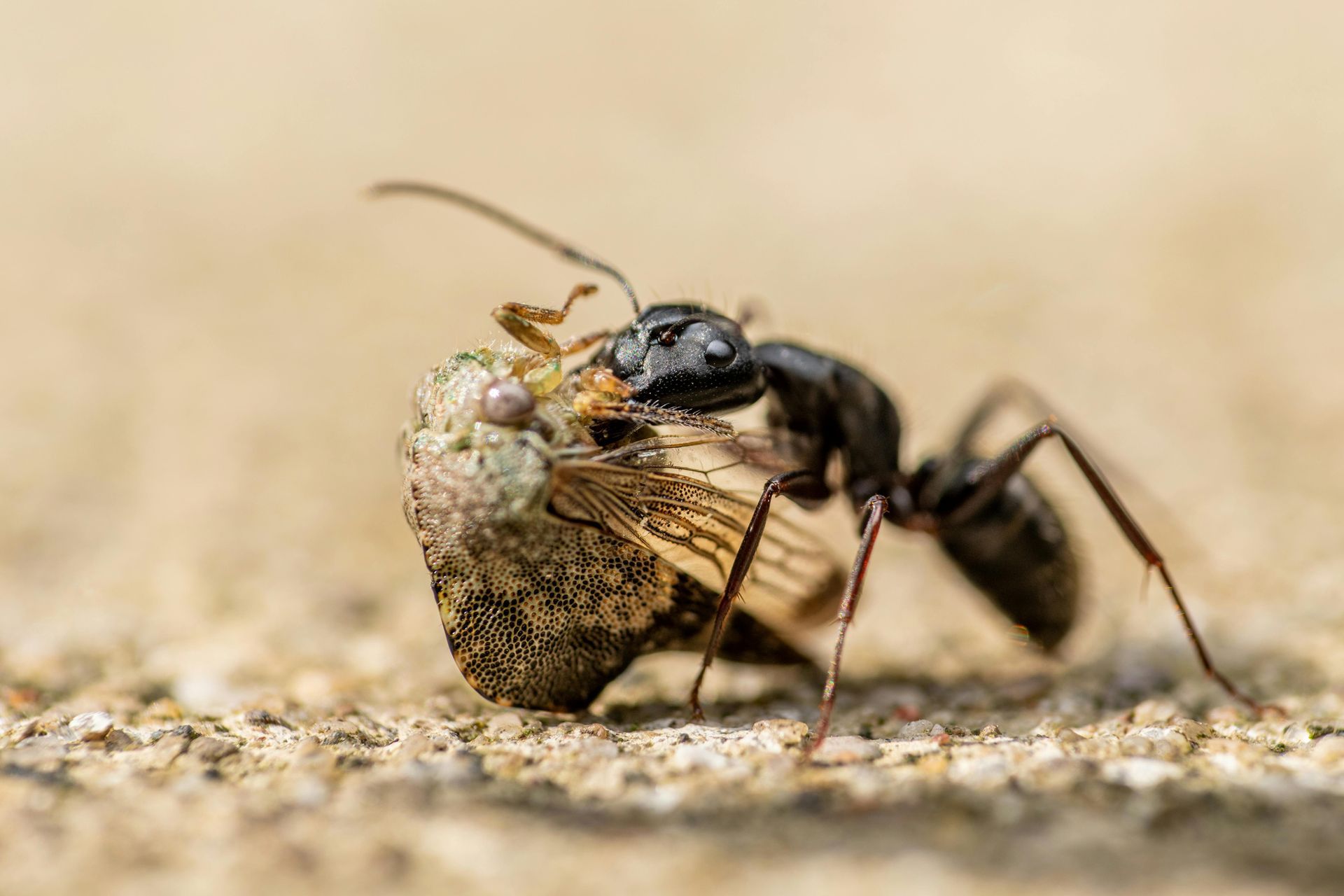 How to Get Rid of Carpenter Ants