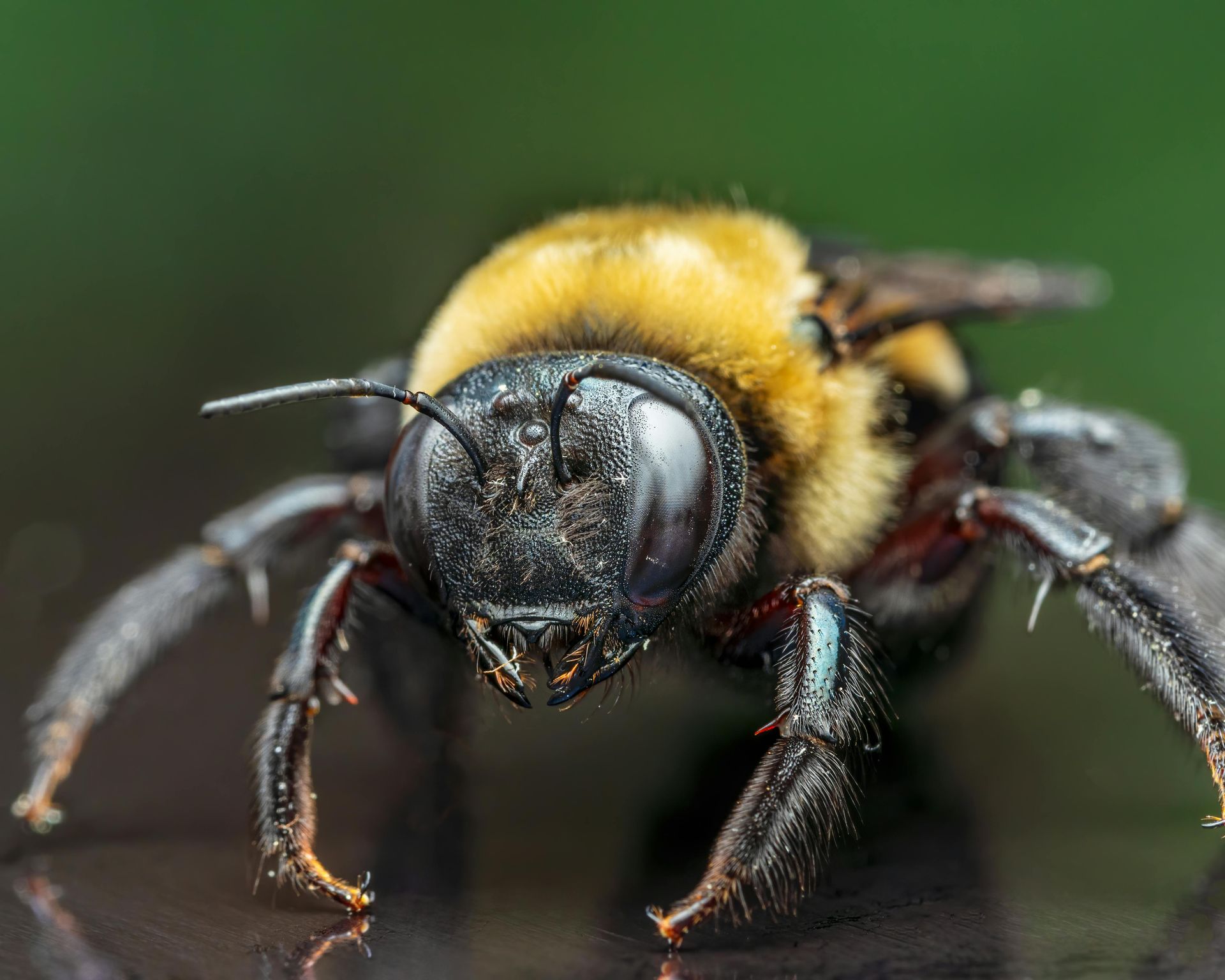 do carpenter bees sting