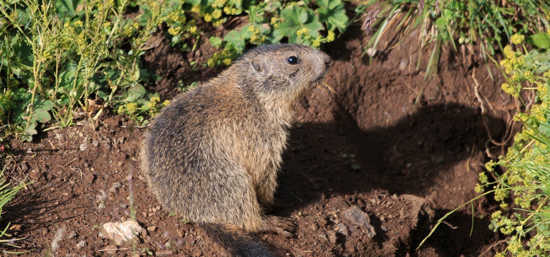 A ground squirrel is sitting in the dirt near a hole in the ground.