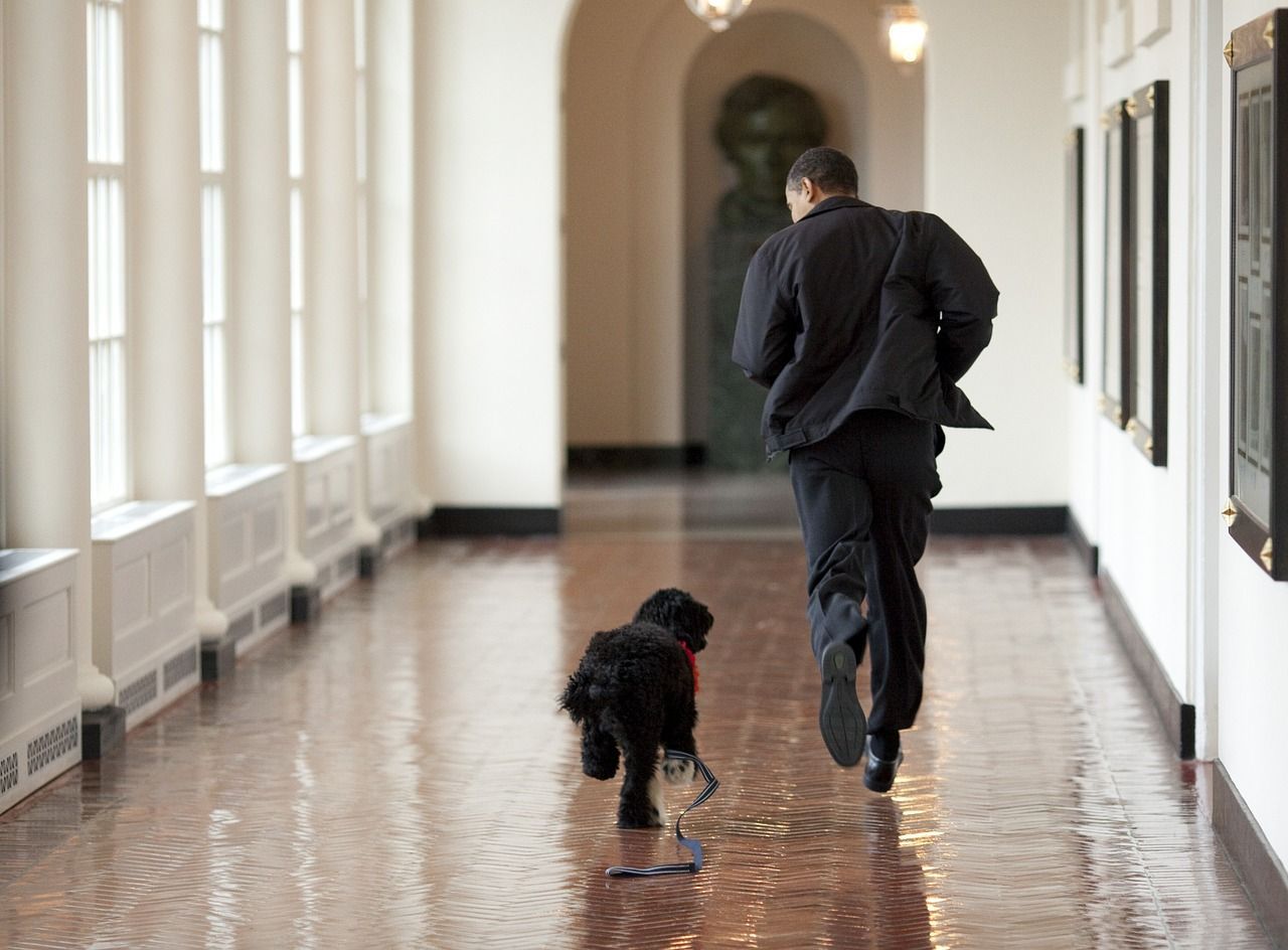 a man is walking a dog down a hallway
