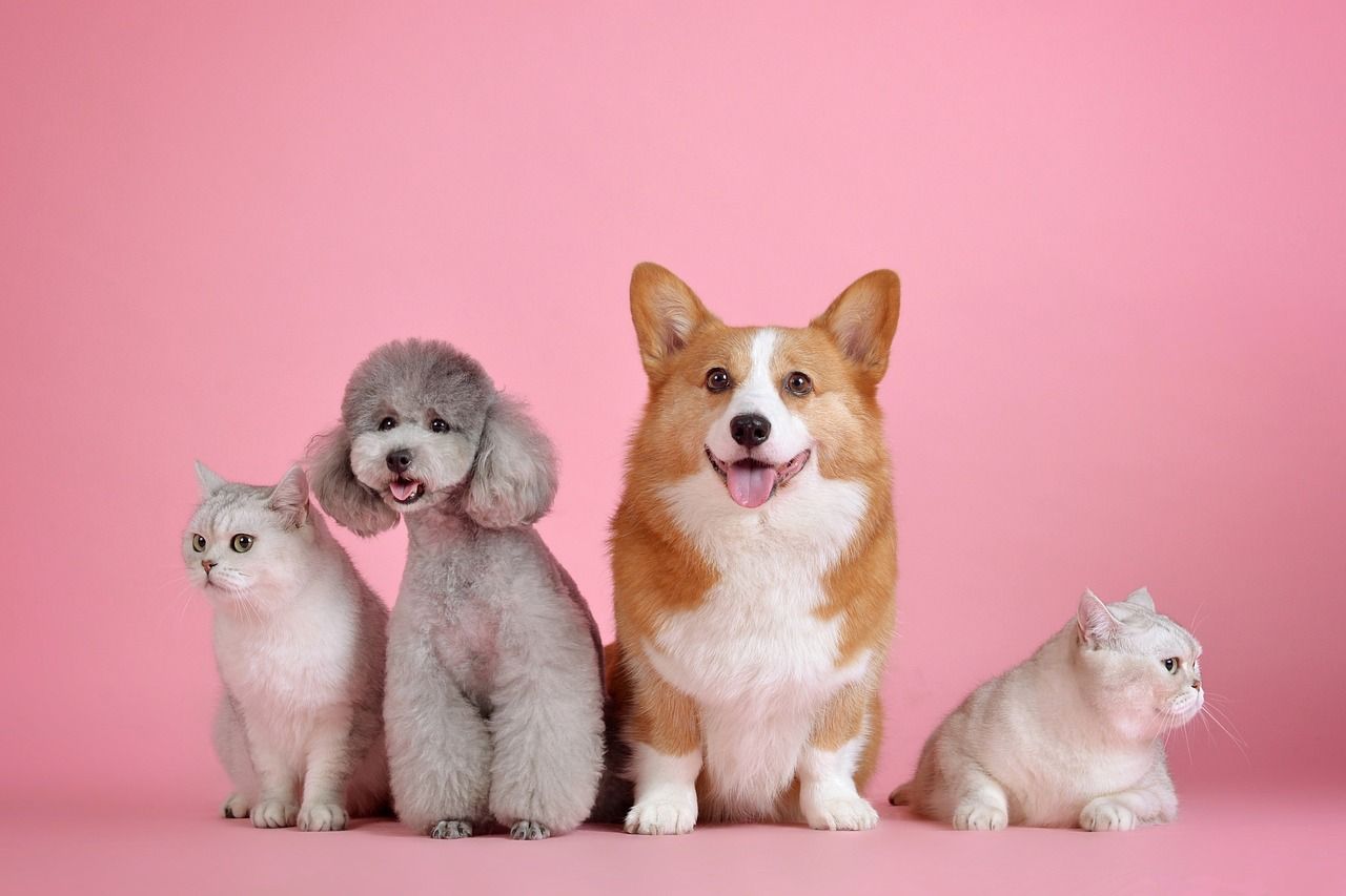 a group of dogs and cats are sitting next to each other on a pink background