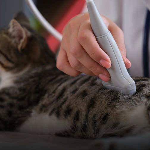 Veterinarian performing cat ultrasound in Central Monmouth Animal Hospital in Freehold NJ