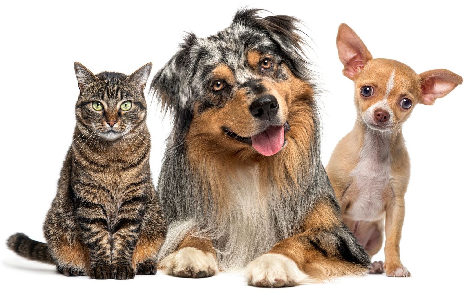 Tabby cat, Australian Shepherd, and Chihuahua sitting together at a Freehold, NJ veterinary clinic photo shoot