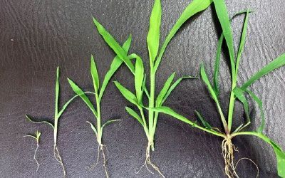 Different sizes of grass.